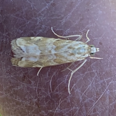 Hellula hydralis (Cabbage Centre Moth) at Murrumbateman, NSW - 16 Jan 2021 by SimoneC