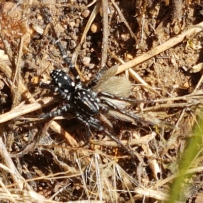 Nyssus albopunctatus (White-spotted swift spider) at Holt, ACT - 20 Jan 2021 by tpreston