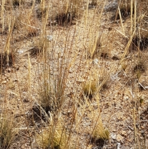 Austrostipa densiflora at Holt, ACT - 20 Jan 2021