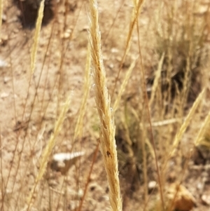 Austrostipa densiflora at Holt, ACT - 20 Jan 2021