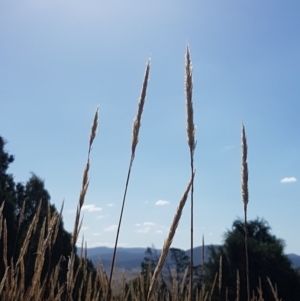 Austrostipa densiflora at Holt, ACT - 20 Jan 2021