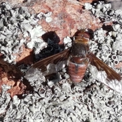 Balaana sp. (genus) (Bee Fly) at Holt, ACT - 20 Jan 2021 by tpreston