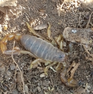 Urodacus manicatus at Holt, ACT - 20 Jan 2021