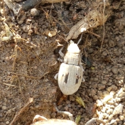 Eurymetopus birabeni (Weevil) at Holt, ACT - 20 Jan 2021 by trevorpreston