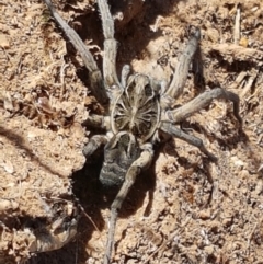 Tasmanicosa godeffroyi (Garden Wolf Spider) at Holt, ACT - 20 Jan 2021 by trevorpreston