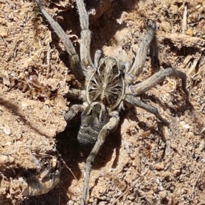 Tasmanicosa godeffroyi (Garden Wolf Spider) at Holt, ACT - 20 Jan 2021 by tpreston