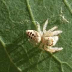 Opisthoncus sp. (genus) (Unidentified Opisthoncus jumping spider) at Holt, ACT - 20 Jan 2021 by tpreston