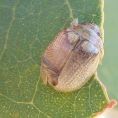 Paropsisterna laesa (Laesa leaf beetle) at Holt, ACT - 20 Jan 2021 by trevorpreston
