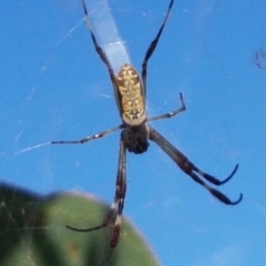 Trichonephila edulis (Golden orb weaver) at Holt, ACT - 20 Jan 2021 by trevorpreston