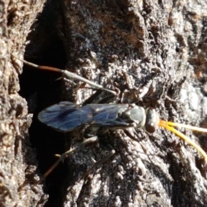 Pompilidae (family) at Holt, ACT - 20 Jan 2021