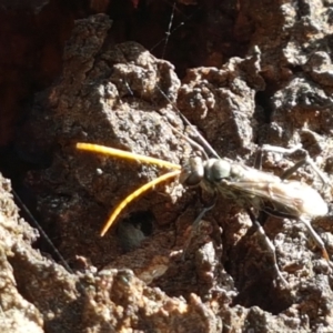 Pompilidae (family) at Holt, ACT - 20 Jan 2021