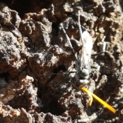 Pompilidae (family) at Holt, ACT - 20 Jan 2021 05:31 PM