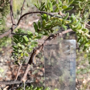 Oenochroma vinaria at Downer, ACT - 20 Jan 2021