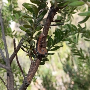 Oenochroma vinaria at Downer, ACT - 20 Jan 2021