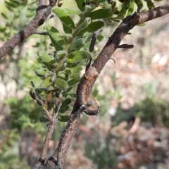 Oenochroma vinaria at Downer, ACT - 20 Jan 2021