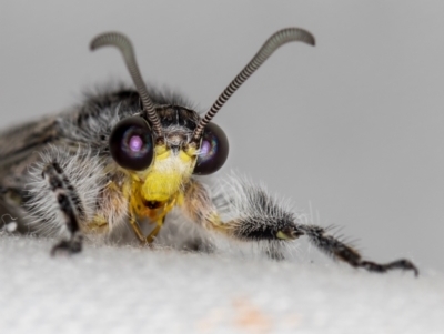 Heoclisis fundata (Antlion lacewing) at Melba, ACT - 19 Jan 2021 by Bron