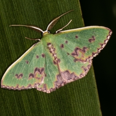 Prasinocyma rhodocosma (Northern Emerald) at Melba, ACT - 19 Jan 2021 by Bron