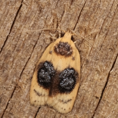 Garrha ocellifera (A concealer moth) at Melba, ACT - 9 Jan 2021 by kasiaaus