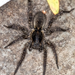 Lycosidae (family) (Unidentified wolf spider) at Melba, ACT - 19 Jan 2021 by Bron