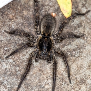 Lycosidae (family) at Melba, ACT - 19 Jan 2021