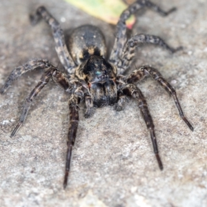 Lycosidae (family) at Melba, ACT - 19 Jan 2021