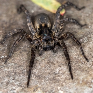 Lycosidae (family) at Melba, ACT - 19 Jan 2021