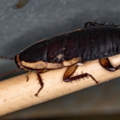 Drymaplaneta communis (Eastern Wood Runner, Common Shining Cockroach) at Melba, ACT - 19 Jan 2021 by Bron