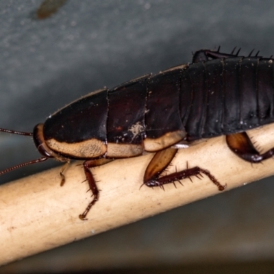 Drymaplaneta communis (Eastern Wood Runner, Common Shining Cockroach) at Melba, ACT - 18 Jan 2021 by Bron