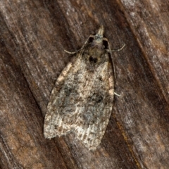 Capua intractana (A Tortricid moth) at Melba, ACT - 19 Jan 2021 by Bron