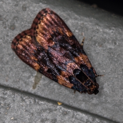 Araeopaschia undescribed spANIC19 (A Pyralid moth) at Melba, ACT - 19 Jan 2021 by Bron