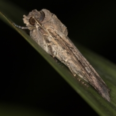 Agrotis infusa (Bogong Moth, Common Cutworm) at Melba, ACT - 19 Jan 2021 by Bron