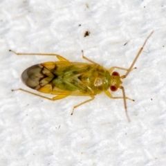 Miridae (family) (Unidentified plant bug) at Melba, ACT - 18 Jan 2021 by Bron
