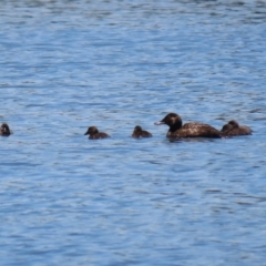 Oxyura australis (Blue-billed Duck) at Bonython, ACT - 13 Jan 2021 by RodDeb