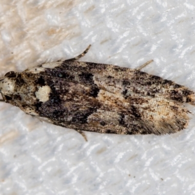 Ardozyga sodalisella (A Gelechioid moth) at Melba, ACT - 19 Jan 2021 by Bron