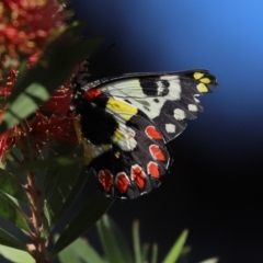 Delias aganippe (Spotted Jezebel) at Paddys River, ACT - 18 Jan 2021 by RodDeb