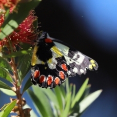 Delias aganippe at Paddys River, ACT - 19 Jan 2021