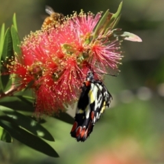 Delias aganippe at Paddys River, ACT - 19 Jan 2021