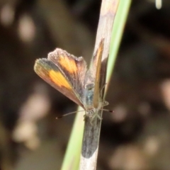 Paralucia aurifera at Paddys River, ACT - 19 Jan 2021 03:02 PM