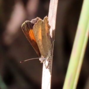 Paralucia aurifera at Paddys River, ACT - 19 Jan 2021 03:02 PM