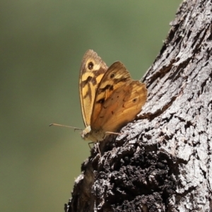 Heteronympha merope at Paddys River, ACT - 19 Jan 2021 11:34 AM