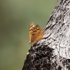 Heteronympha merope at Paddys River, ACT - 19 Jan 2021 11:34 AM