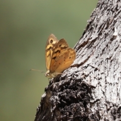 Heteronympha merope at Paddys River, ACT - 19 Jan 2021 11:34 AM