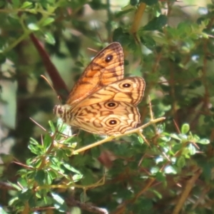 Geitoneura acantha at Paddys River, ACT - 19 Jan 2021