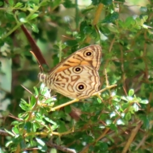 Geitoneura acantha at Paddys River, ACT - 19 Jan 2021