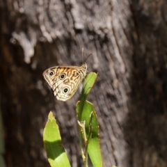 Geitoneura acantha at Paddys River, ACT - 19 Jan 2021