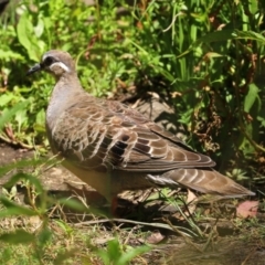 Phaps chalcoptera (Common Bronzewing) at Paddys River, ACT - 19 Jan 2021 by RodDeb