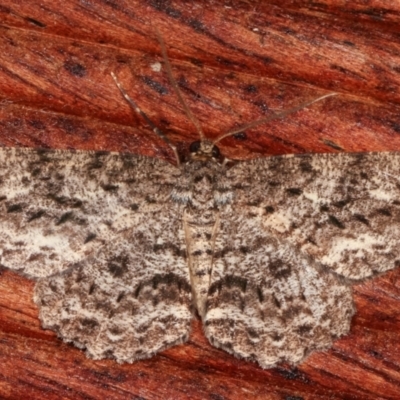 Ectropis fractaria (Ringed Bark Moth) at Melba, ACT - 9 Jan 2021 by kasiaaus