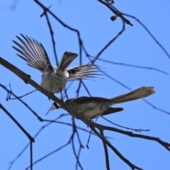 Rhipidura albiscapa (Grey Fantail) at Paddys River, ACT - 19 Jan 2021 by RodDeb