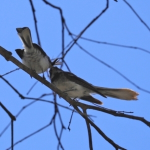 Rhipidura albiscapa at Paddys River, ACT - 19 Jan 2021