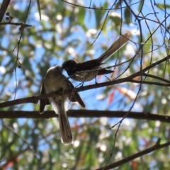 Rhipidura albiscapa at Paddys River, ACT - 19 Jan 2021 11:57 AM